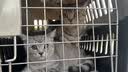 华元宠具（hoopet）航空箱猫包外出便携包猫咪太空舱宠物狗狗航空箱外出可折叠猫笼 黑色 建议体重20斤内犬猫 实拍图