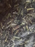 临世堂500g千里光中草药中药新鲜干货九里明九里光野洗眼水洗澡泡澡 千里光250克 实拍图