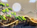 墨派客厅装饰画现代简约沙发背景墙壁画背有靠山超大尺寸横幅山水挂画 旭日雪山 150x50cm(适合1.8米沙发)晶瓷 实拍图