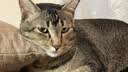 养只宠物（YOUNGER PET）冻干鸡肉750g猫咪零食营养冻干零食宠物狗成幼猫粮全家桶 桶装冻干鸭肉粒【含桶360g】 实拍图