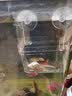 FISH BABY鱼缸加热棒加温棒鱼缸加温器恒温加热器小型热带鱼专用超短电热棒 100W 加强高硼硅防爆/自动恒温 实拍图