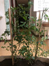 锦枫（jinfeng）月季花苗  藤本月季花苗 欧月藤大花浓香爬藤植物绿植盆栽花卉 夏洛特 4年苗 实拍图
