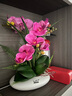 wo+ 高档新款手感PU蝴蝶兰仿真花艺客厅餐桌花电视柜装饰花假花 白色扁陶瓷盆+紫红色蝴蝶兰 实拍图
