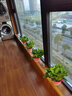 九千谷绿萝盆栽植物花卉净化空气绿植大盆景红色吸水8盆源头直发 实拍图