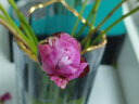 墨斗鱼花瓶现代简约描金花瓶水培植物玫瑰花插花器装饰摆件简约灰花瓶 实拍图