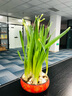 惜林园 正宗漳州水仙花 水培植物水养花卉 冬季室内盆栽球根 实拍图