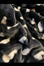 洁丽雅（Grace）毛毯冬天加厚拉舍尔毛毯 双层保暖毯子空调毯 彩虹牛200*230cm7斤 晒单实拍图