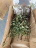 红梅盆景老桩盆栽原生梅花植物盆栽室内绿植耐寒浓香型乌梅不含盆 红梅20年盆景（今年冬天开花） 实拍图