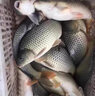 黑鳍海竿全套超硬百米远投竿套装海杆抛竿锚杆船钓竿鲢鳙专用海钓鱼竿 2.1m 【百米远投】大钓重 超大钓重 实拍图