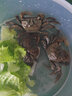 云峰海瑞 观赏蟹活体螃蟹宠物蟹 水族箱水草活体蟹 将军蟹5只（4厘米左右） 实拍图