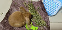 秀恩宠物牧草 苜蓿草 提摩西草 兔草兔粮 豚鼠粮 龙猫提摩西 含箱重 苜蓿1公斤+提摩箱装1公斤 实拍图