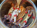 【活鲜】喵和渔梭子蟹公蟹鲜活大螃蟹飞蟹 肉蟹海鲜鲜活蟹类 4-5两/4只 肉蟹 实拍图