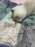 HELLOJOY猫玩具【可伸缩48-81CM】逗猫棒长杆羽毛铃铛猫咪玩具逗猫神器 实拍图