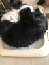 爱丽思（IRIS） 狗狗厕所便盆小型犬公狗厕所固定尿垫防撕咬中型泰迪狗尿盆大号 大号茶色 平板  半开式 实拍图