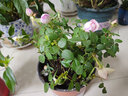 萌肉居迷你小玫瑰花苗盆栽室花卉好养绿植物颜色随机原盆土源头直发 实拍图
