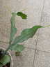 御卉阁 绿植盆栽花卉昙花苗  琼花苗 俗称月下美人 香味浓郁室内外盆栽 4年苗当年开花 实拍图