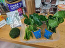 逸乐宠鱼缸水草活体鱼缸造景懒人水草套餐有茎类水榕前中后景水兰珍珠皇冠真水草水兰水族箱装饰小鱼缸造景 碗莲种子5颗已发芽 实拍图