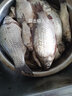 龙王恨鱼饵野战蓝鲫速攻九一八饵料拉丝粉老三样大野战腥香鲫鱼饵料配方 野钓鲫鱼【香】+高品拉丝粉 实拍图