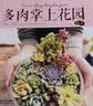 和二木一起玩多肉 2 （套装上下册） 实拍图