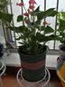 Vantablack 欧式铁艺落地式多层吊篮小矮花架 摆设花盆架小凳子花架花托定制 雪山白 实拍图