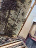 福美养蜂 中蜂巢础意蜂深房蜜蜂巢基蜂蜡巢础巢脾标准蜂房蜂箱蜂脾批发 专用中蜂巢础30片装 实拍图