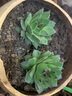 若绿真便宜多肉好养老桩绿植花卉小苗肉肉花植物小盆栽清棚 观音莲 不含盆 实拍图