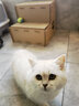 hoopet猫抓板猫窝两用磨爪器瓦楞纸双层款猫窝两用型猫房子磨爪玩具 瓦楞纸双层猫抓板 实拍图