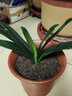 精品君子兰盆栽小苗室内花卉植物好养君子兰花苗绿萝绿植花卉办公室盆栽植物带土发货芗苒 满堂红君子兰6-8片叶带土发货 带育苗盆发货 实拍图
