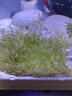 云峰海瑞 鱼缸水草前景莫丝莫斯水草水族箱造景套餐水草活体草缸造景装饰 迷你鹿角苔8*8网片定植 实拍图