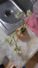 致荟树漳州水仙花种球水培花卉冬季水养福建特产年宵花 水仙球6个 营养液套餐 实拍图