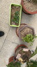 玫瑰情缘重瓣绿植沙漠玫瑰苗观叶观花植物当年开花盆栽花卉 3年沙漠玫瑰C114花色 不含盆 实拍图