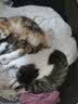 憨憨宠猫产房猫窝狗窝狗产房封闭式中型大型犬围栏产房猫咪怀孕生产用品 咖啡色丨S号74*74*43cm丨适合新生猫咪/狗狗 实拍图