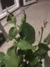 花大花月季花苗绿植嫁接四季好养欧月庭院阳台盆栽花卉好养活 彩云 月季小苗 不含盆 实拍图