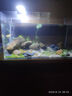 YEE鱼缸水族箱浮法玻璃热弯客厅家用造景中小型生态桌面鱼缸 超清热弯60*30*35cm 实拍图