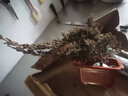 花无痕 小叶紫檀迎客松造型盆栽地柏树盆景室内桌面绿植盆栽黑檀黑骨茶 3年苗30cm左右 实拍图