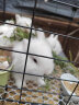 蔻丝兔子豚鼠龙猫仓鼠饮水器宠物用品 草窝 晒单实拍图