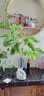 白兰花盆栽花卉植物室内花四季黄角兰白玉兰花树苗老桩带花苞开花 白兰4年苗70cm高当年开花 不含盆 实拍图