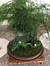 瀚林怡景（HANLINYIJING）文竹盆栽山水盆景植物室内客厅桌面办公室绿植花卉云竹四季常青 文竹-大盆-树脂假山-木座 实拍图