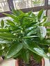 瑰玮送货上门辫子发财树大型绿植室内花卉家居盆栽办公室客厅开业乔迁 平安树约1-1.2米 不含盆 实拍图