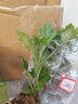 菊花花苗大菊花苗室内外观花阳台庭院花卉绿植物盆栽四季开花 千尺飞流 实拍图