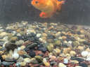 黄金蚬鱼缸专吃鱼屎粪便冷水观赏淡水鱼冷水鱼清理净水黄金河蚌 10颗送7颗【观赏、净水、除藻】 实拍图