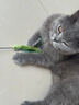 迪普尔猫玩具狗尾草逗猫棒自嗨解闷神器幼猫耐咬羽毛逗猫玩具用品 实拍图