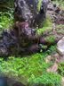 石光小站假山草种子上水石吸水石草籽盆景微景观盆栽植物易活专用草籽 适合大型假山草5袋装 实拍图