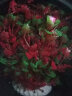 派楚（peture）鱼缸水族箱造景仿真水草装饰塑料假花草多规格摆件 红色2号水草 晒单实拍图