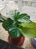 室内绿植花卉盆栽孔雀竹芋 猫眼彩虹绿植盆栽植物 苹果竹芋20-30厘米高 原盆原土发货 含原装简易塑料盆 实拍图