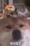 添柏岚（Timberland）户外徒步休闲鞋踢不烂男鞋防水经典黄靴 10061 41 实拍图