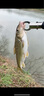 钓之屋DW59/85mm/10.5g浮水铅笔路亚远投鱼饵硬饵假饵狗鱼黑鱼鳡鱼鲈鱼 DW59-A 亚光绿 实拍图