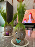 易囍艺 水培巴西木幸运木格鲁特创意绿植盆栽室内好养办公桌面植物 长草娃娃2个+2底托 规格 实拍图