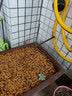 花无痕 紫藤花苗 迎春花苗 红枫树苗 金银花苗 紫薇花苗 木槿盆栽 室内阳台庭院盆栽花卉四季种植 红枫 2年苗 实拍图