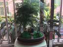 瀚林怡景（HANLINYIJING）文竹盆栽山水盆景植物室内客厅桌面办公室绿植花卉云竹四季常青 文竹-紫砂盆-老翁 实拍图